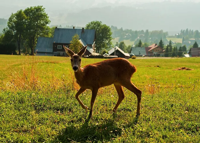 Karolinka * 贝内茨科